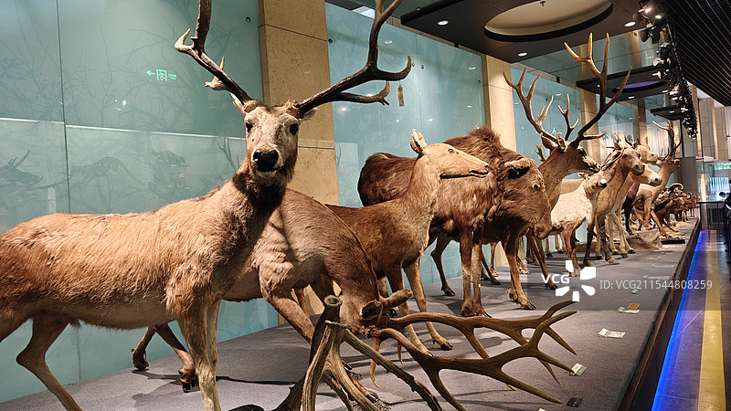 国家动物博物馆（动物标本）图片素材