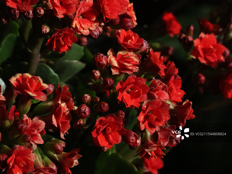 红红火火图片素材