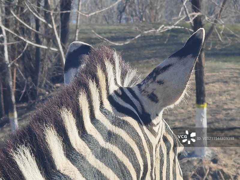 斑马鬃毛和耳朵图片素材