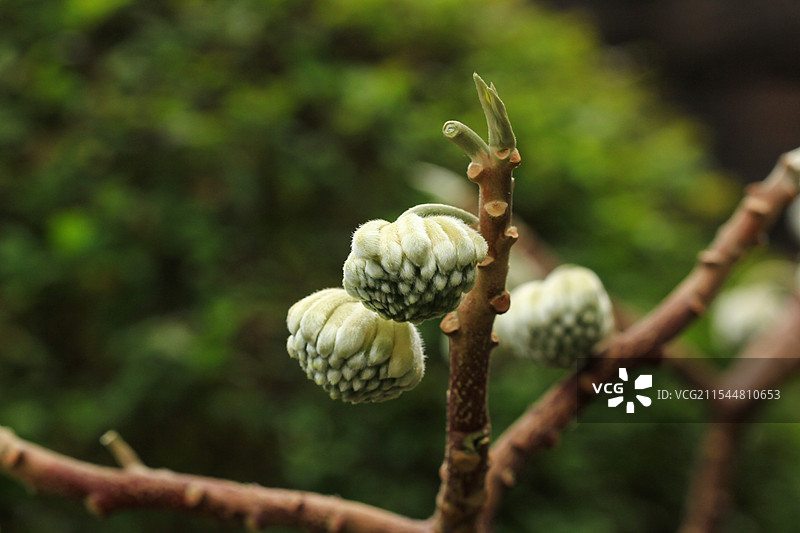 结香花花蕾实拍素材图片素材