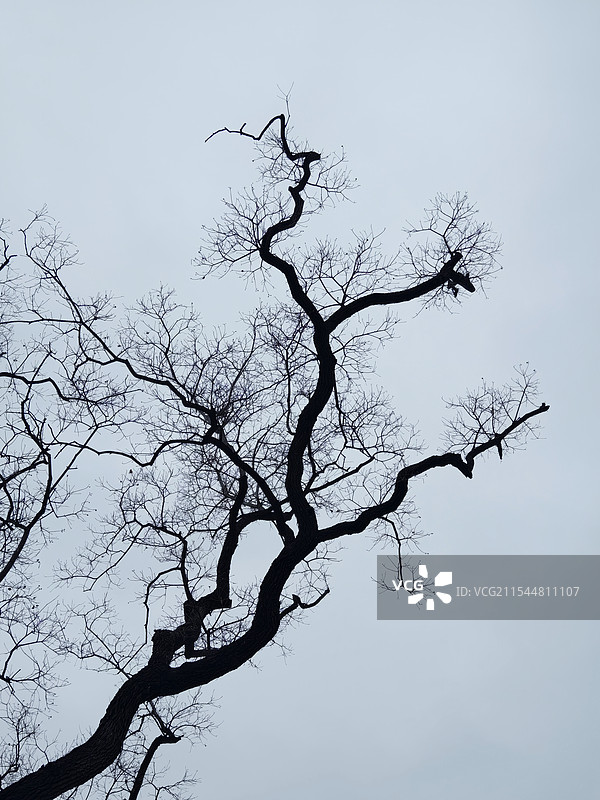 玉树琼枝图片素材