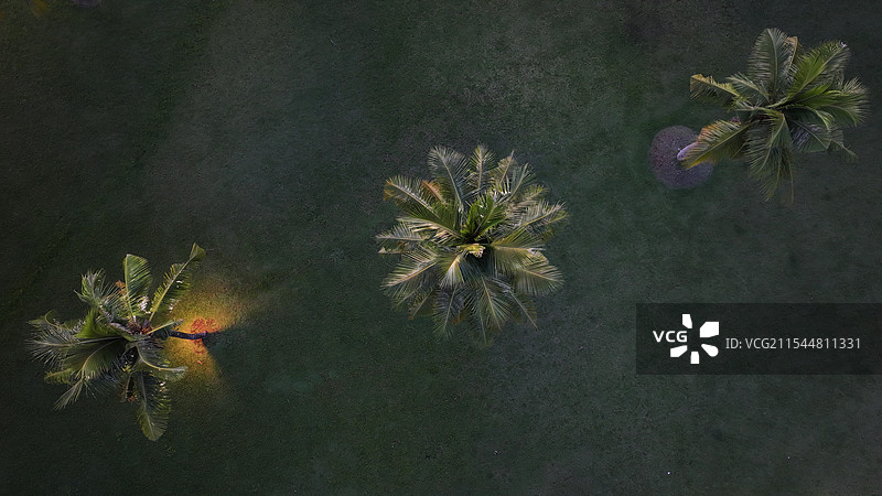 帕劳椰树林航拍图片素材