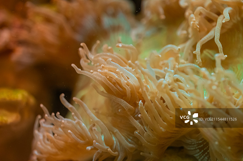 海缸珊瑚名尼罗河图片素材