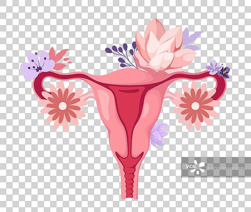 装饰着花朵的子宫和卵巢图片素材