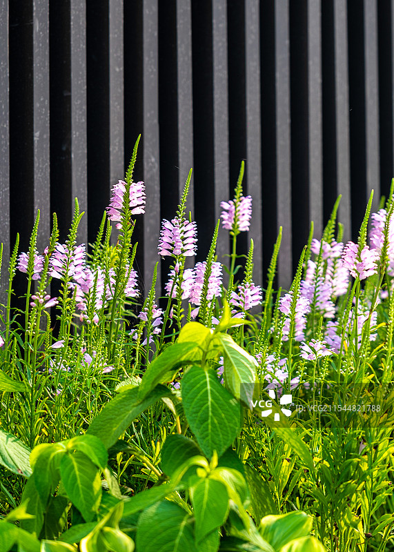 园林示范区中盛开的鲜花特写图片素材