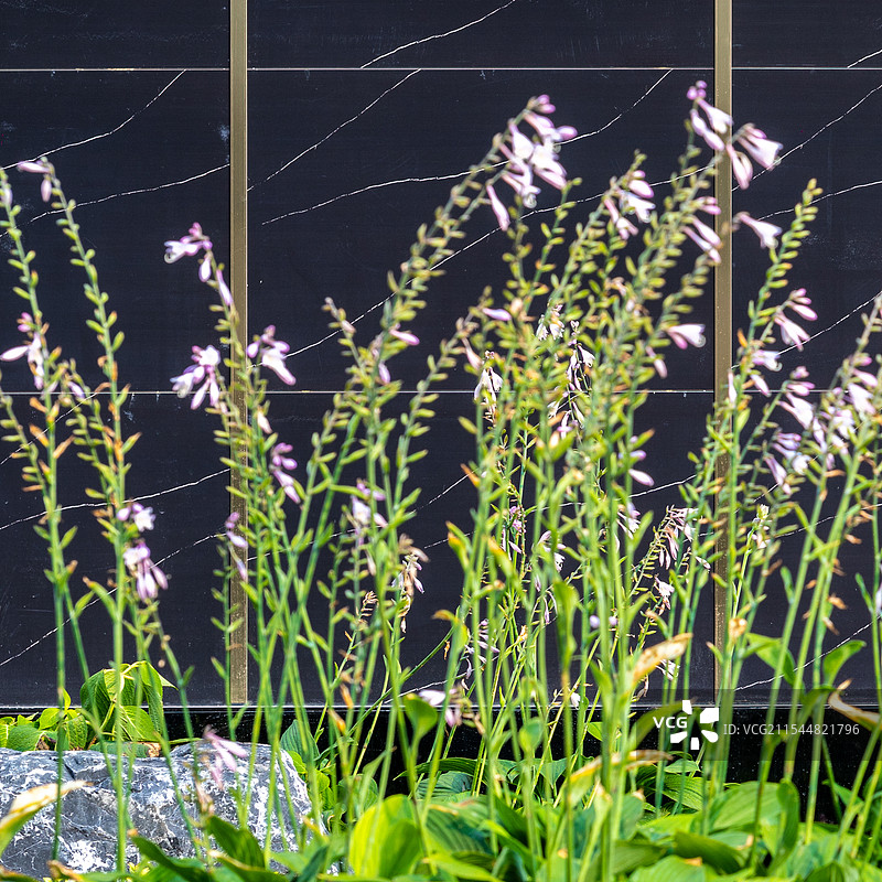 园林示范区中盛开的鲜花特写图片素材