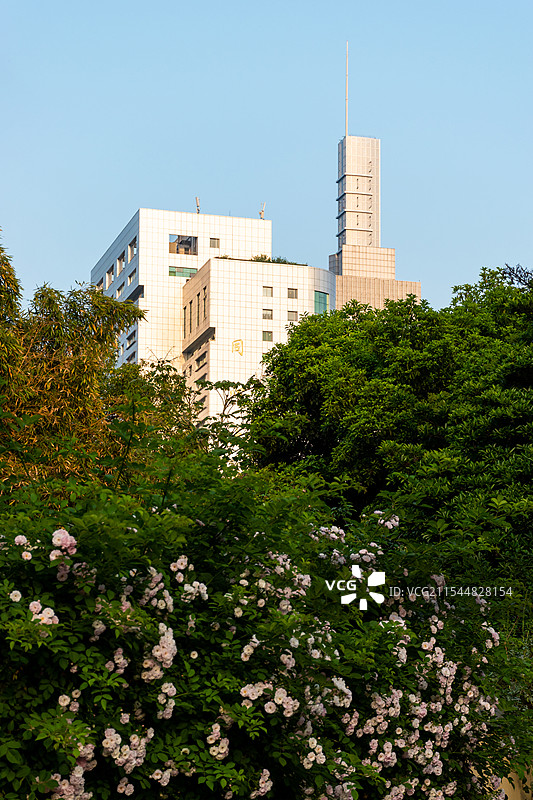 南京同心大厦 蔷薇花图片素材