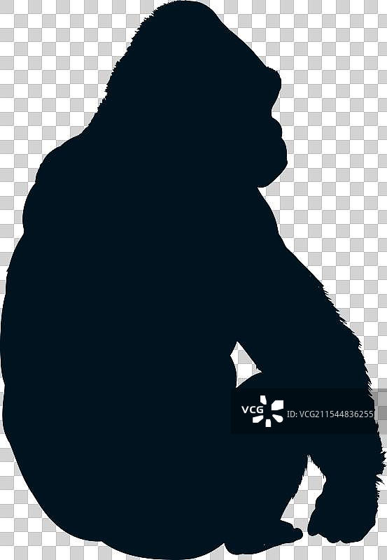 大猩猩的剪影图片素材