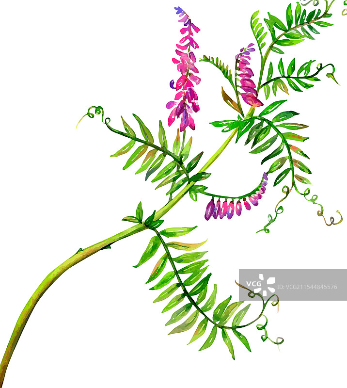 紫色鼠豌豆手绘水彩花卉图片素材