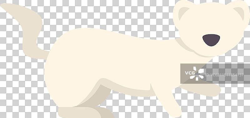 可爱的白鼬尾巴翘起走在平坦的地面上图片素材