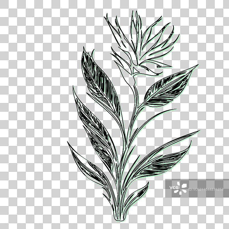 天堂鸟花植物素描轮廓图片素材