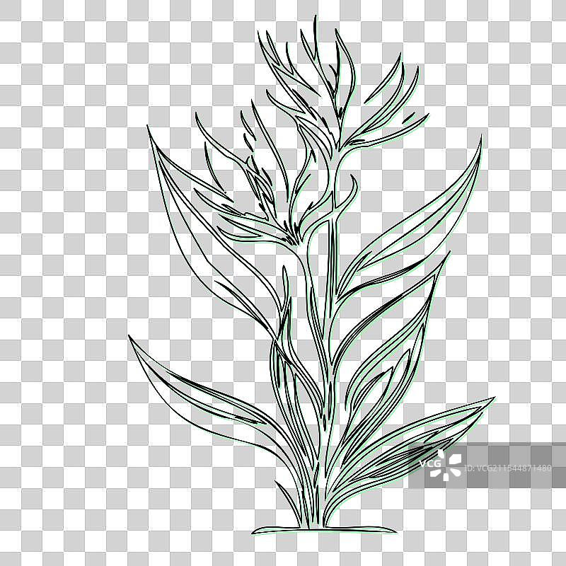 天堂鸟花植物素描轮廓图片素材