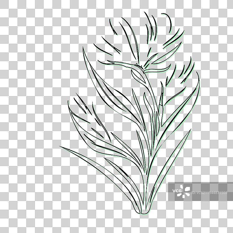 天堂鸟花植物素描轮廓图片素材