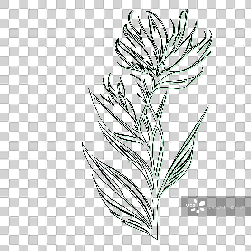 天堂鸟花植物素描轮廓图片素材