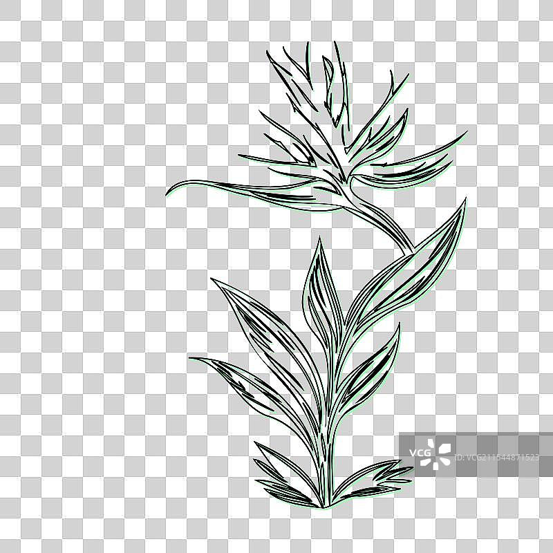 天堂鸟花植物素描轮廓图片素材