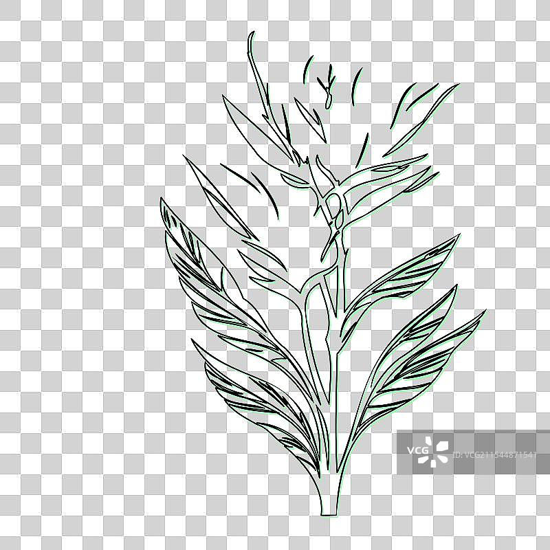 天堂鸟花植物素描轮廓图片素材