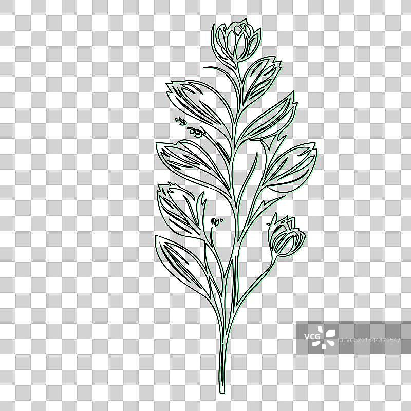 流血心花植物素描轮廓阴影图片素材