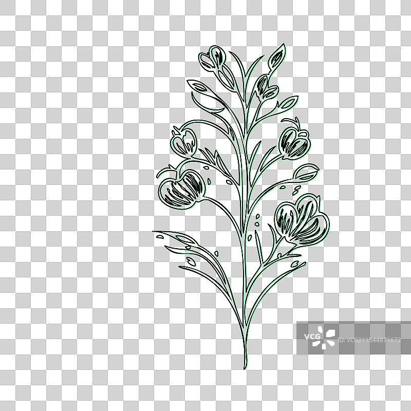 流血心花植物素描轮廓阴影图片素材