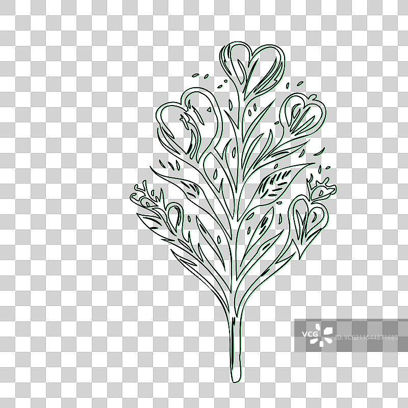 流血心花植物素描轮廓阴影图片素材