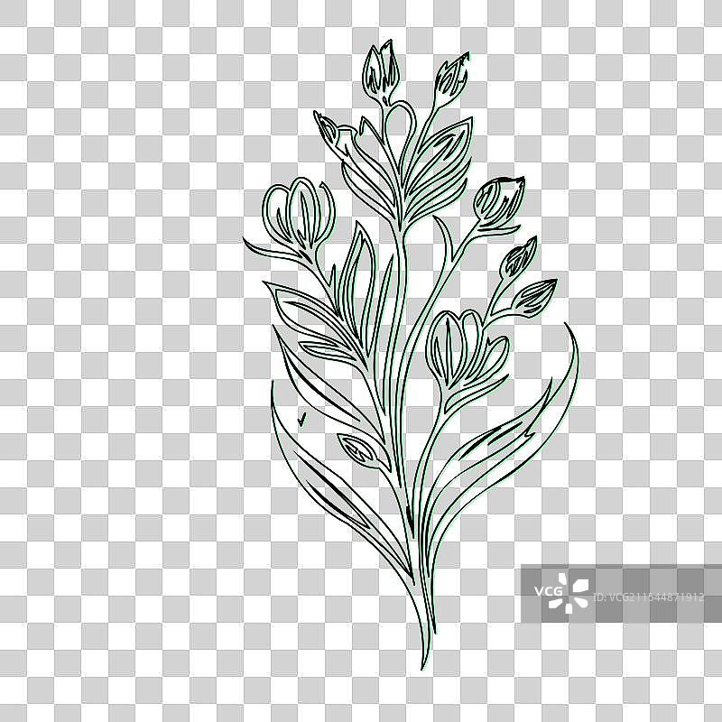 流血心花植物素描轮廓阴影图片素材