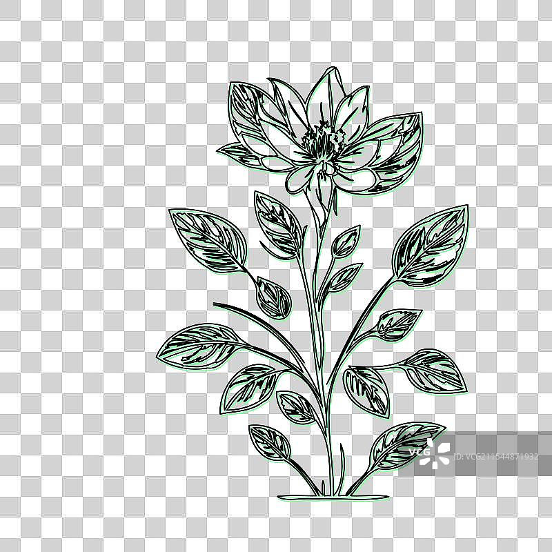 琉璃苣花植物素描轮廓阴影绿色图片素材