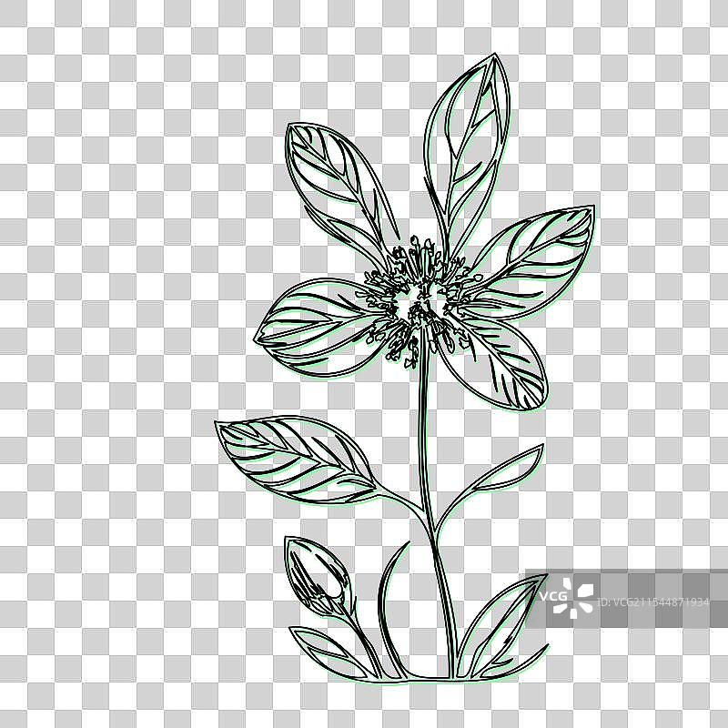 琉璃苣花植物素描轮廓阴影绿色图片素材