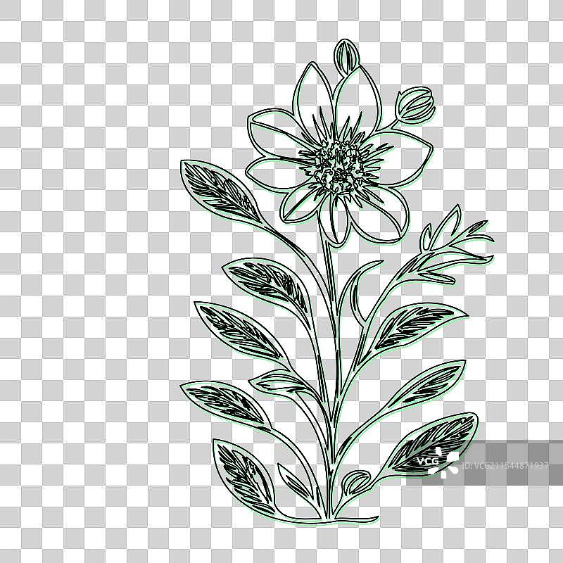 琉璃苣花植物素描轮廓阴影绿色图片素材