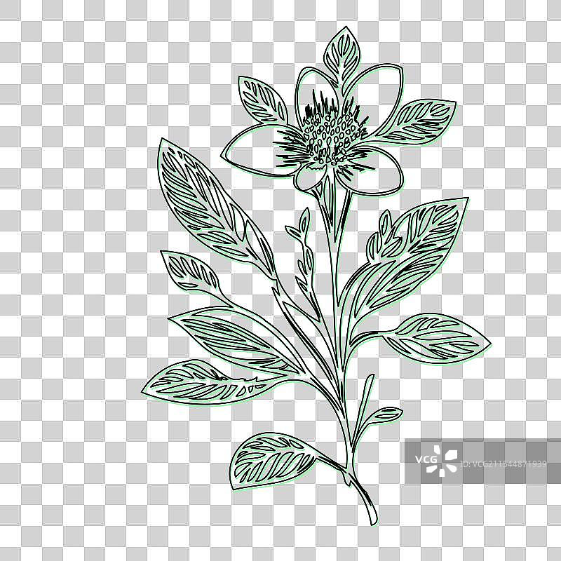 琉璃苣花植物素描轮廓阴影绿色图片素材