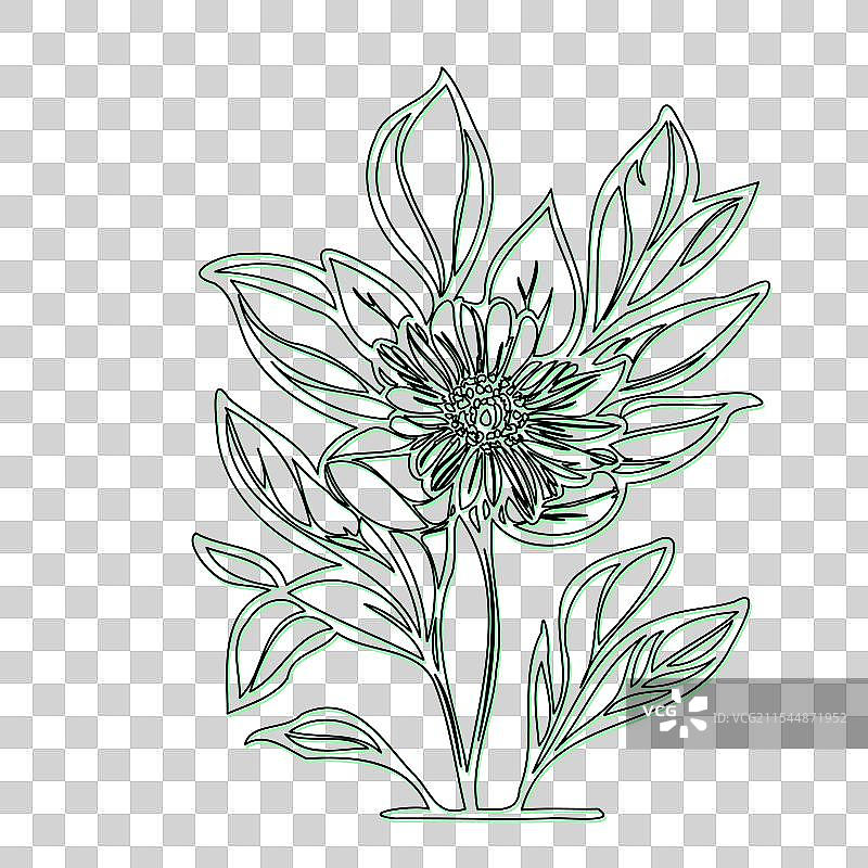 琉璃苣花植物素描轮廓阴影绿色图片素材