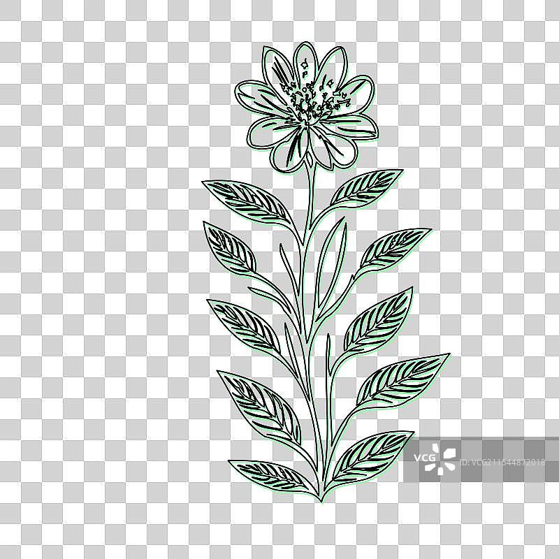 琉璃苣花植物素描轮廓阴影绿色图片素材