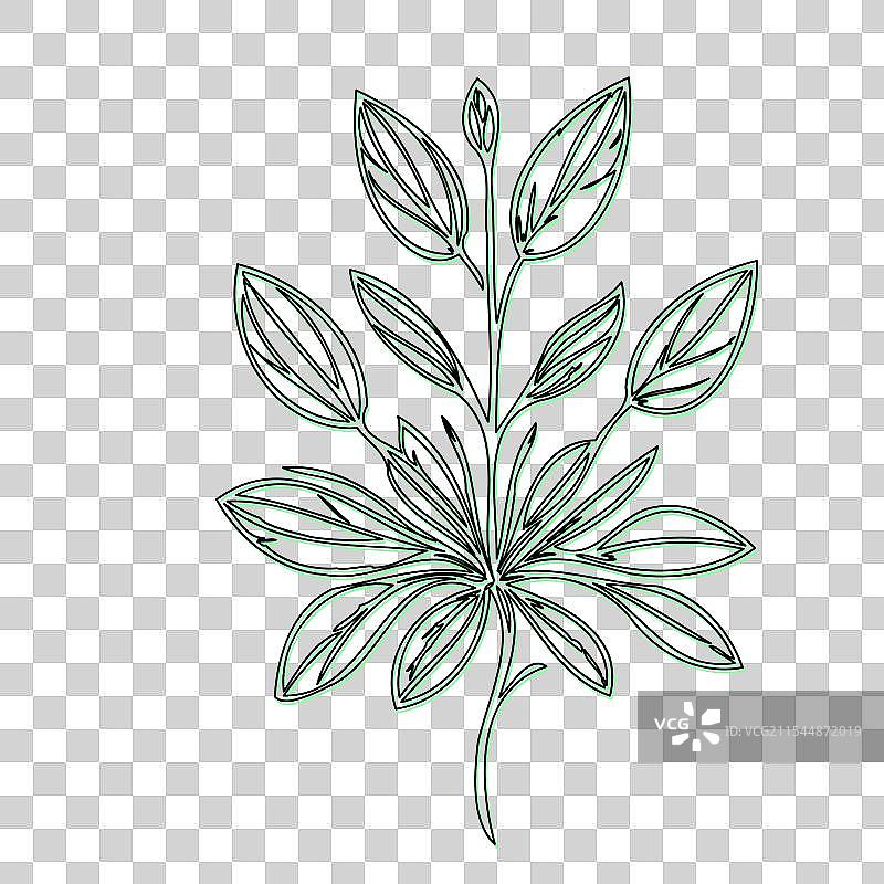 琉璃苣花植物素描轮廓阴影绿色图片素材