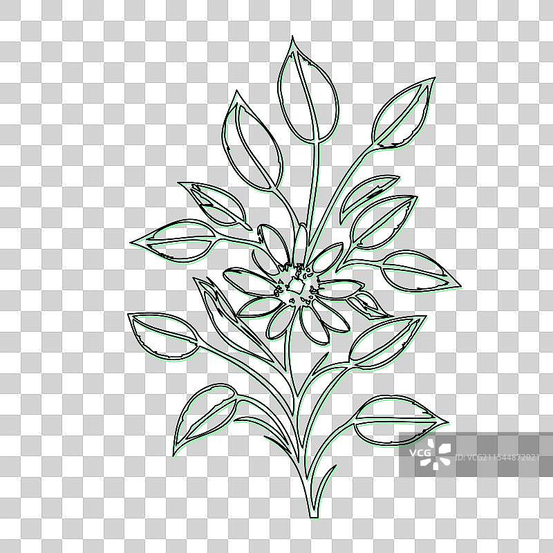 琉璃苣花植物素描轮廓阴影绿色图片素材