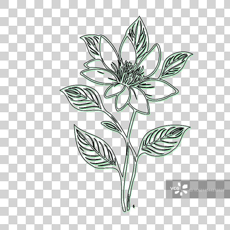 琉璃苣花植物素描轮廓阴影绿色图片素材