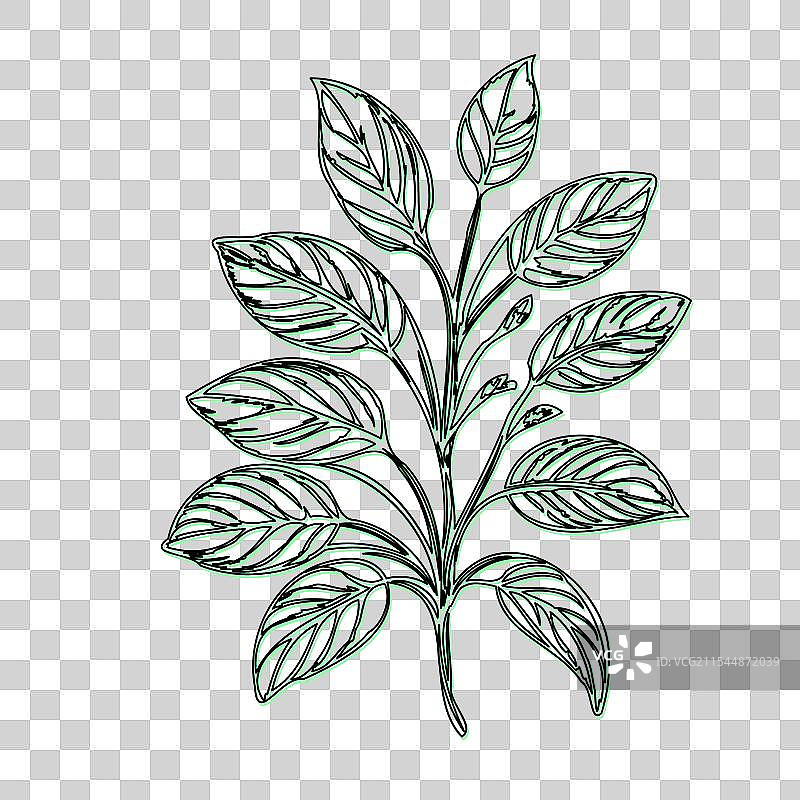 琉璃苣花植物素描轮廓阴影绿色图片素材