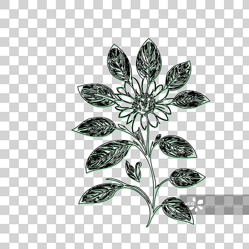 琉璃苣花植物素描轮廓阴影绿色图片素材
