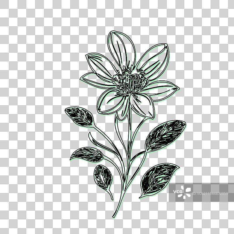 琉璃苣花植物素描轮廓阴影绿色图片素材