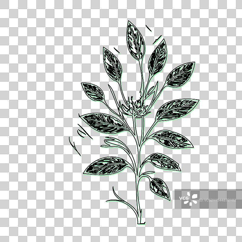 琉璃苣花植物素描轮廓阴影绿色图片素材