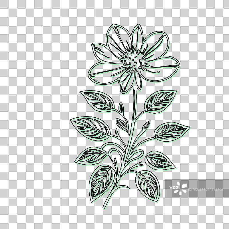 琉璃苣花植物素描轮廓阴影绿色图片素材