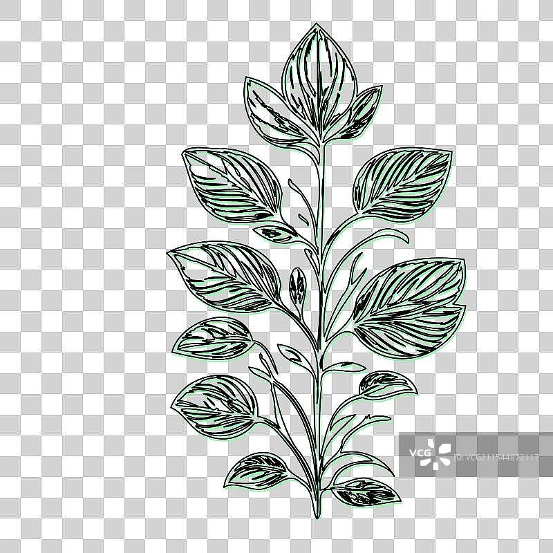 琉璃苣花植物素描轮廓阴影绿色图片素材