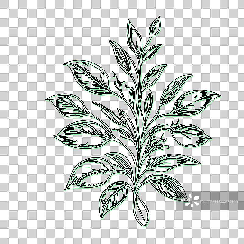 琉璃苣花植物素描轮廓阴影绿色图片素材