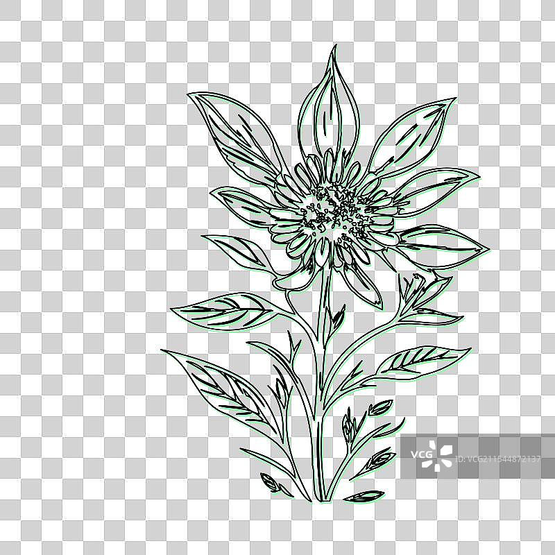 琉璃苣花植物素描轮廓阴影绿色图片素材