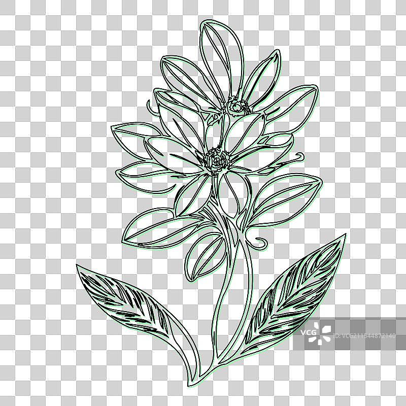 琉璃苣花植物素描轮廓阴影绿色图片素材