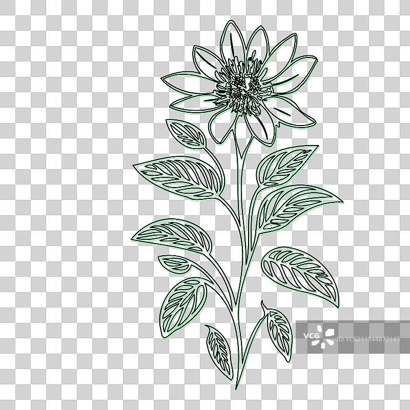 琉璃苣花植物素描轮廓阴影绿色图片素材