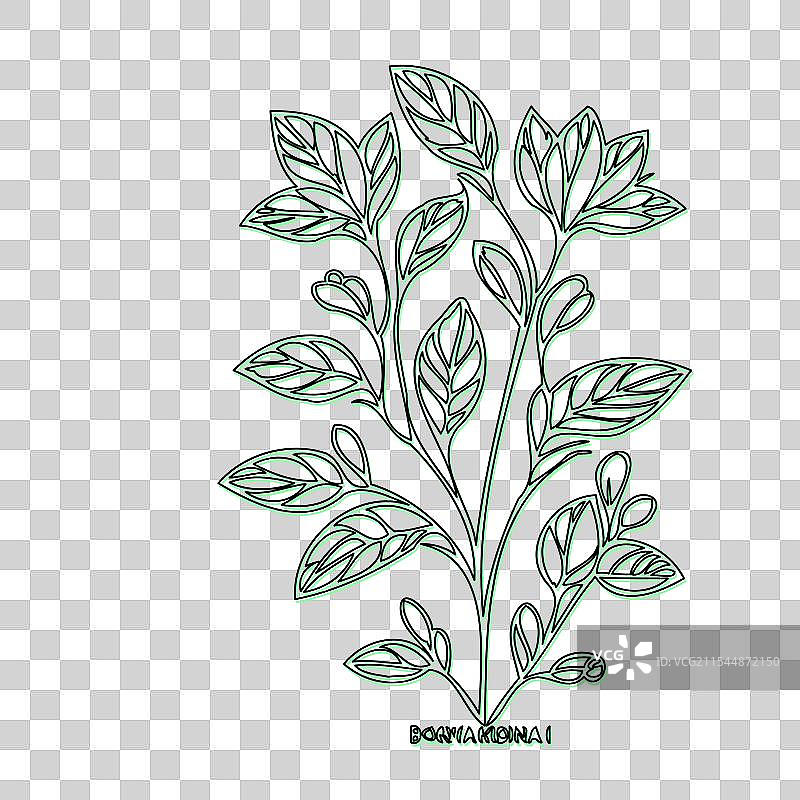 琉璃苣花植物素描轮廓阴影绿色图片素材