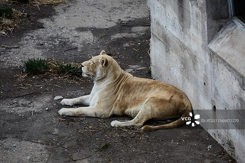 北京动物园狮子母狮子图片素材