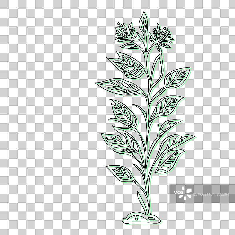 蓝盆花植物素描轮廓阴影图片素材