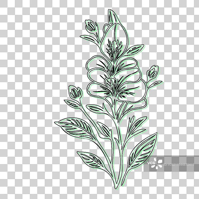 蓝盆花植物素描轮廓阴影图片素材