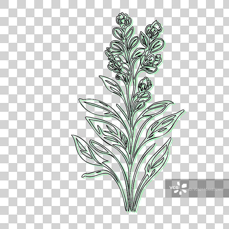 蓝盆花植物素描轮廓阴影图片素材