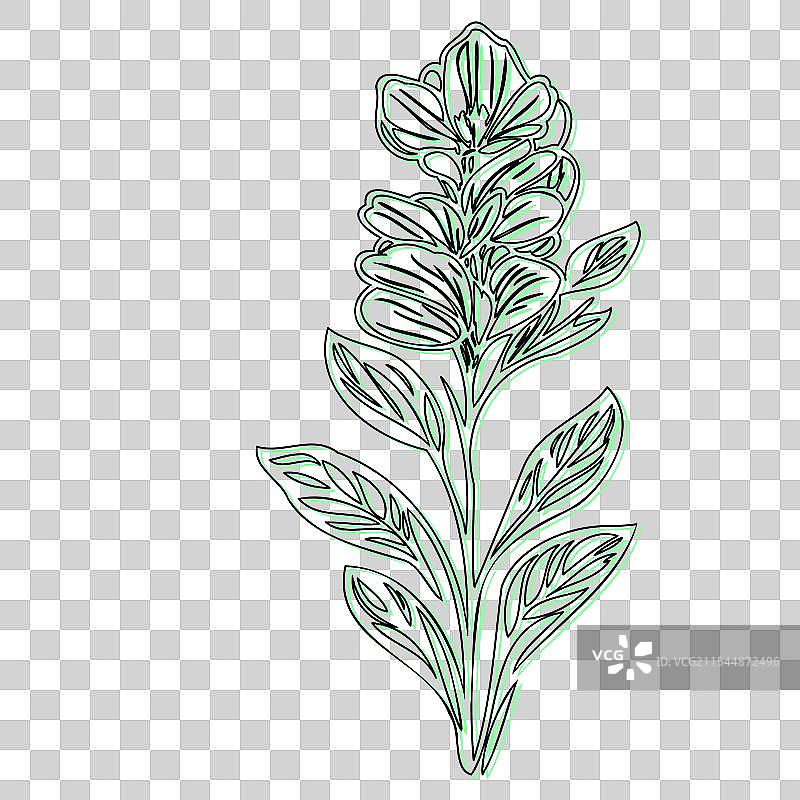 蓝盆花植物素描轮廓阴影图片素材