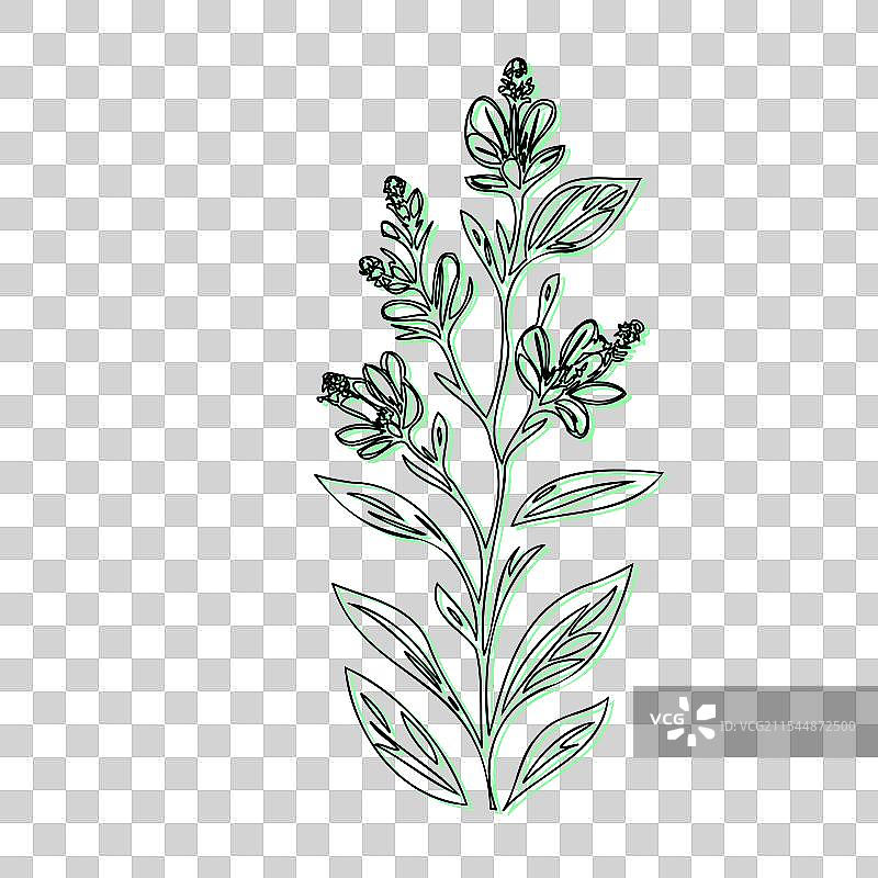 蓝盆花植物素描轮廓阴影图片素材